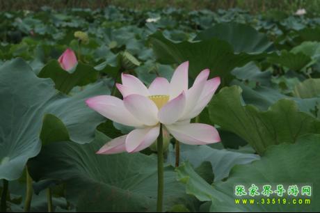 團(tuán)湖荷花公園